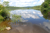 Springfield, NH - McDaniel's Marsh